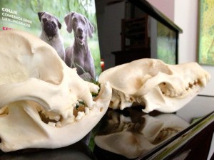 Bild 1 Mops und Schäferhund-Schädel