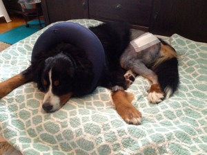 Foto 08.06.15 14 01 53